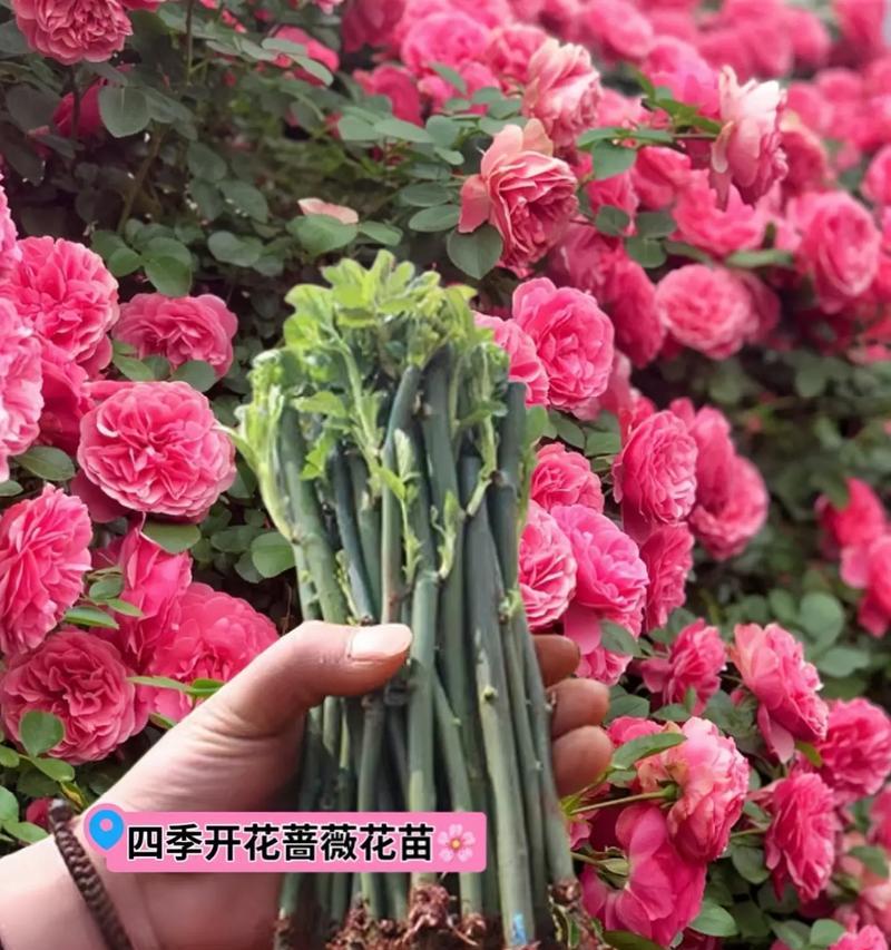 墨色蔷薇花的含义是什么？墨色蔷薇花的养护方法有哪些？
