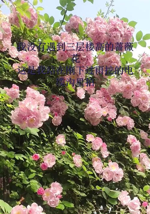 墨色蔷薇花的含义是什么？墨色蔷薇花的养护方法有哪些？