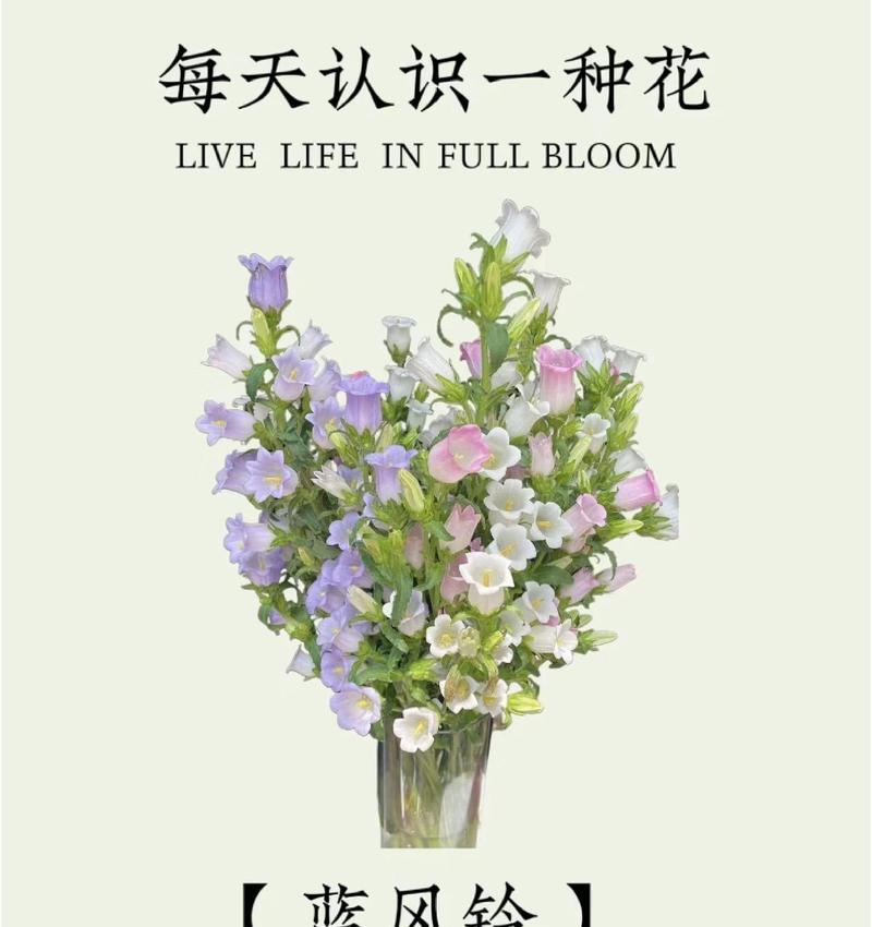 送对象花比较有寓意的有哪些？如何选择？