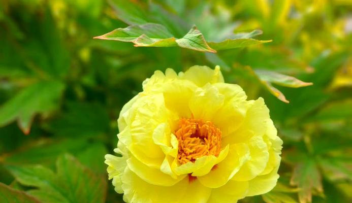 唐朝文化中哪些花象征意义重大？唐朝花卉文化有何特点？