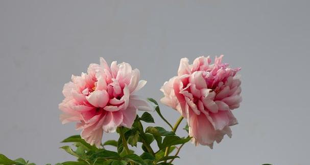 唐朝文化中哪些花象征意义重大？唐朝花卉文化有何特点？