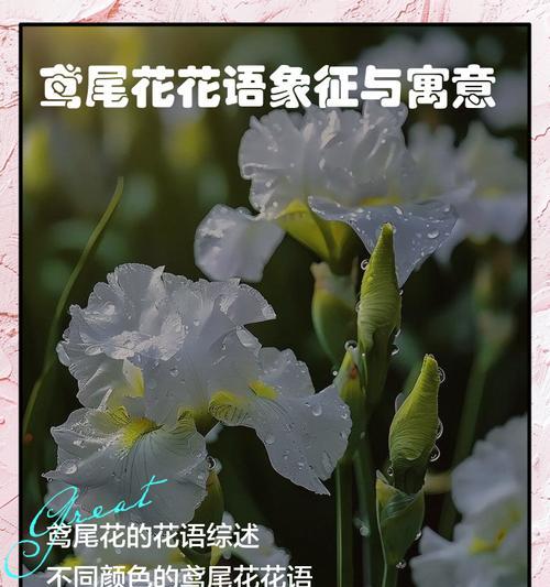 花语解读：不同颜色花朵的含义及其象征意义是什么？