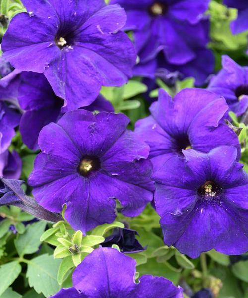 蓝色牵牛花花语代表什么含义？蓝色牵牛花在园艺中的价值是什么？