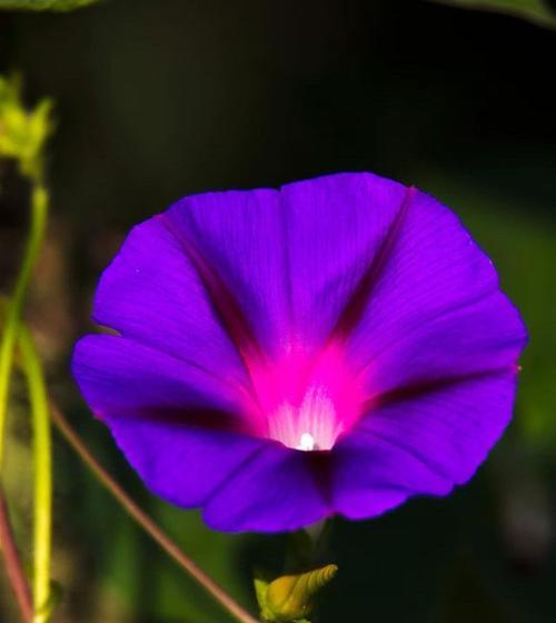 蓝色牵牛花花语代表什么含义？蓝色牵牛花在园艺中的价值是什么？