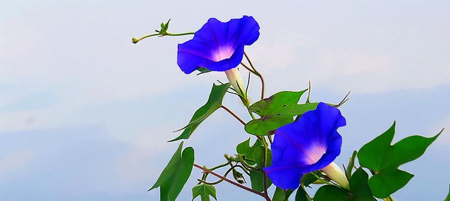 蓝色牵牛花花语代表什么含义？蓝色牵牛花在园艺中的价值是什么？
