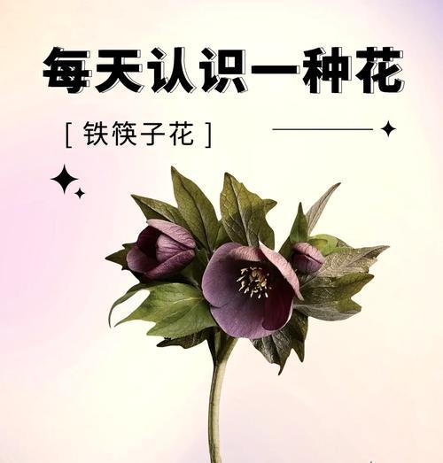 八月份有哪些花语特别的花？这些花各自代表了什么？