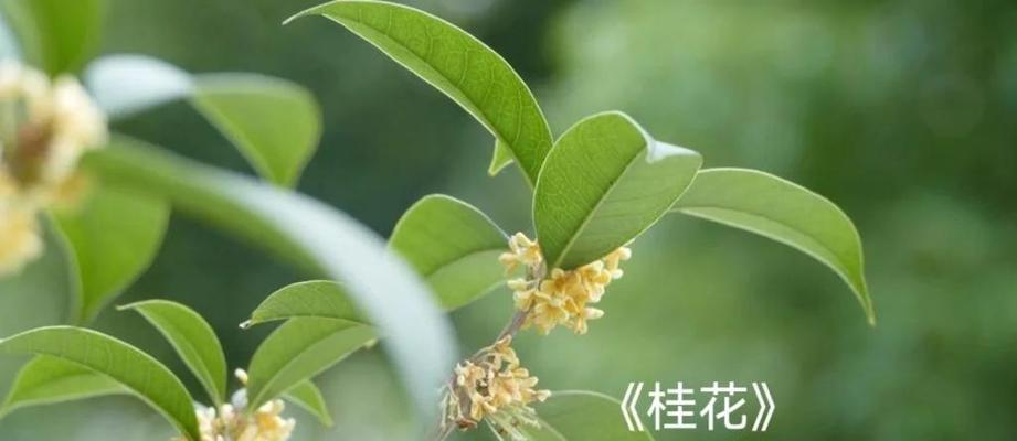 八月份有哪些花语特别的花？这些花各自代表了什么？