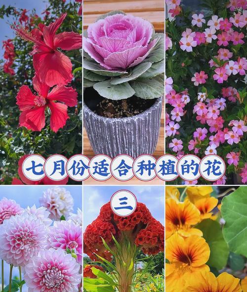 八月份有哪些花语特别的花？这些花各自代表了什么？