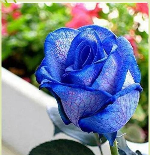 纯爱长久的花有哪些？它们各自象征着什么？