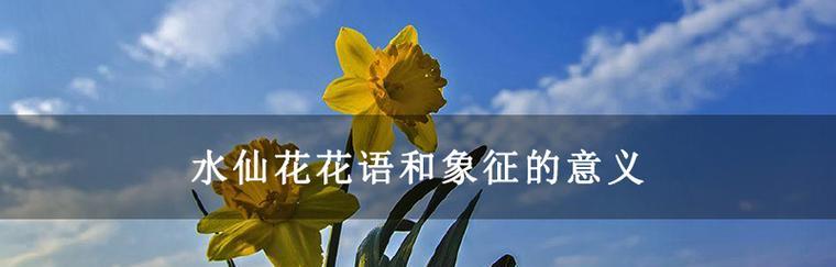 六花在日文中的含义是什么？了解日本文化中的花语象征。