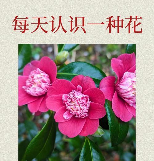 永久爱意象征的花有哪些？哪些花代表永久爱意？