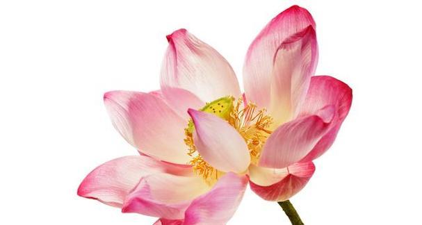 有哪些花寓意休闲？它们在花卉艺术中的地位如何？