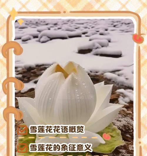 花语中包含的多样含义有哪些？花的寓意有哪些？