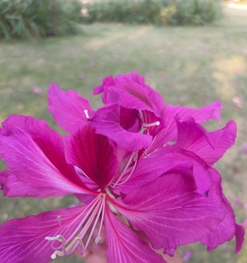 象征着回归寓意的花有哪些？它们代表了哪些意义？