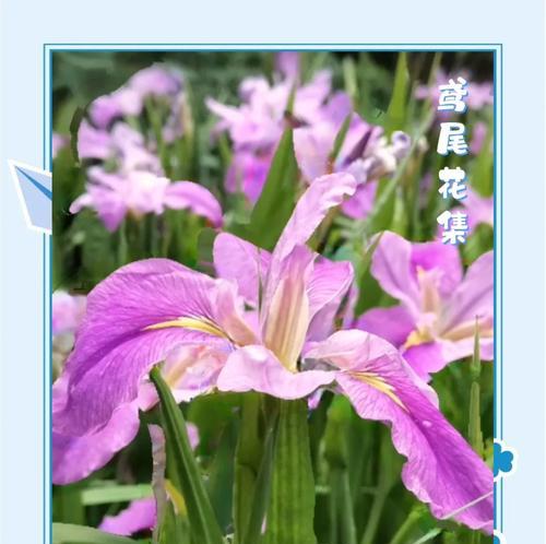 象征着回归寓意的花有哪些？它们代表了哪些意义？