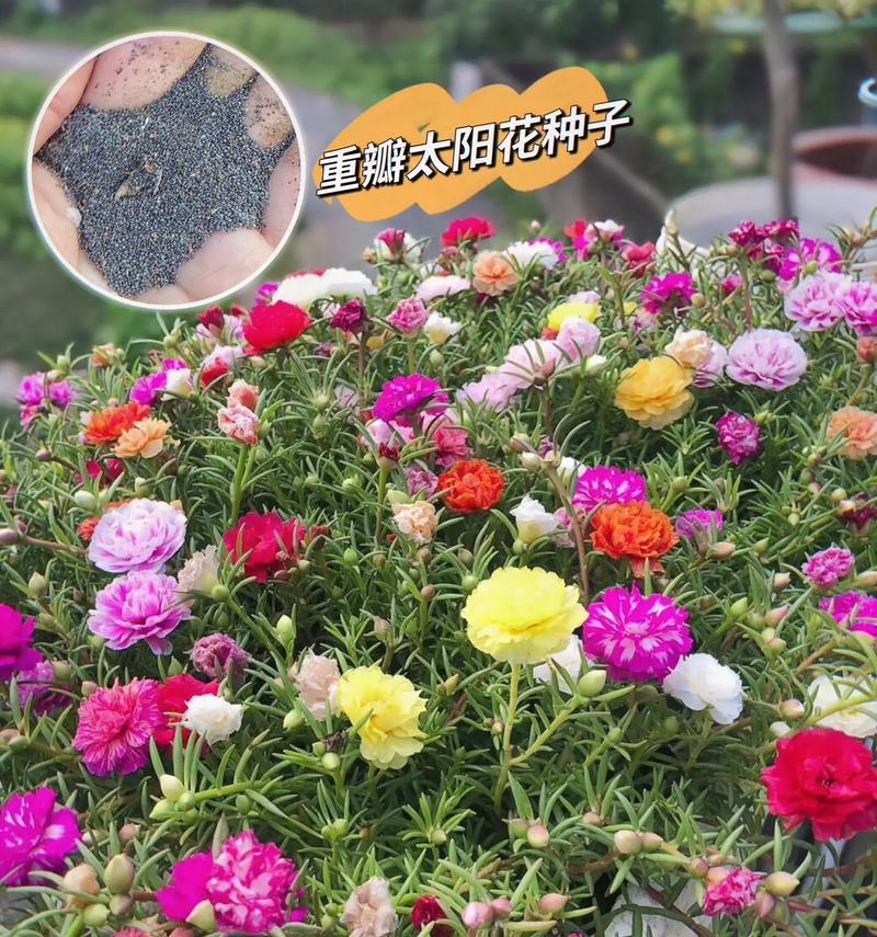 太阳花的花语是什么？它象征着什么积极的含义？