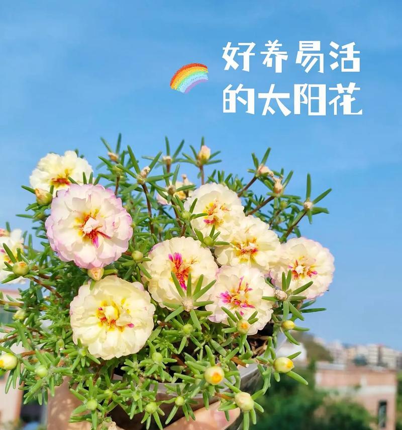 太阳花的花语是什么？它象征着什么积极的含义？