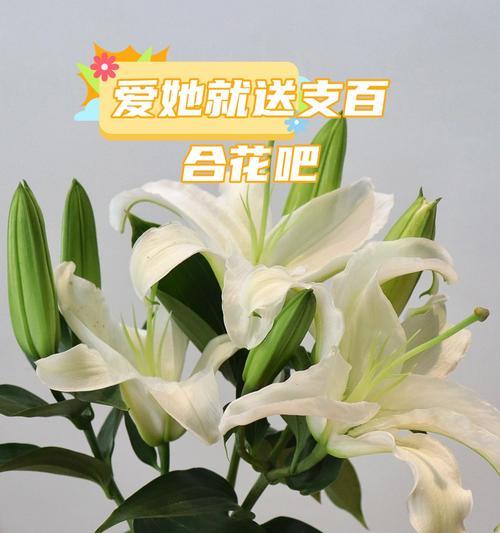 表达爱意的花朵有哪些？如何用花语表达爱意？
