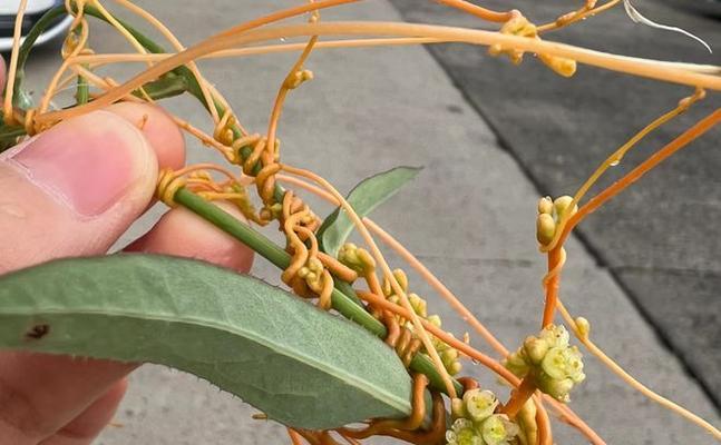 菟丝子花语是什么意思？菟丝子花语在文化中的象征意义？