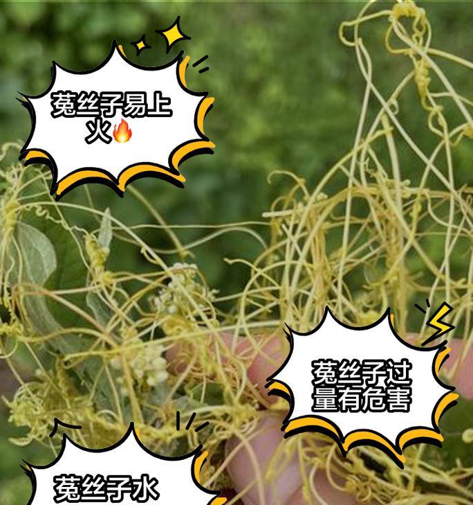 菟丝子花语是什么意思？菟丝子花语在文化中的象征意义？
