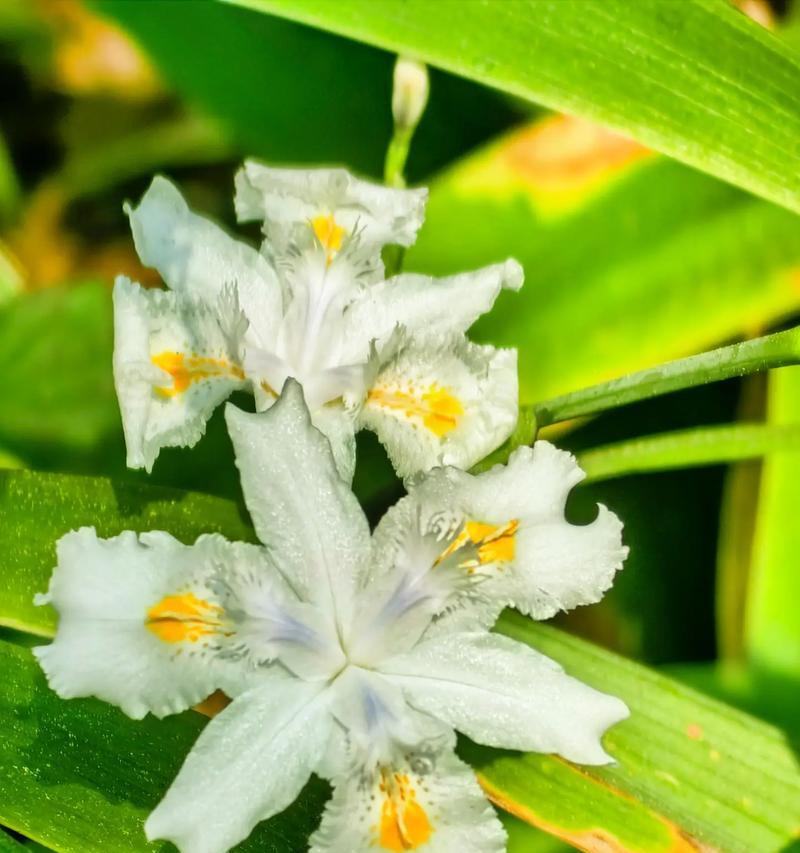白色花朵的象征意义是什么？白色花的含义有哪些？