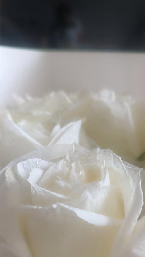 白色花朵的象征意义是什么？白色花的含义有哪些？
