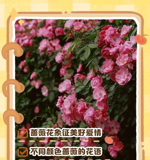 象征友谊的花及其花语是什么？