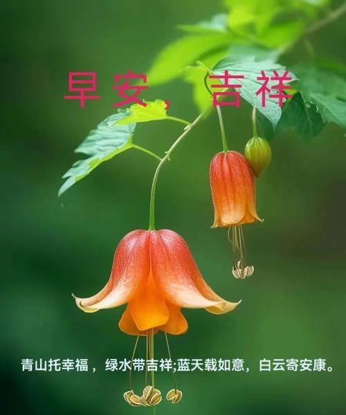 兰花的寓意和花语是什么？它在传统文化中的地位？
