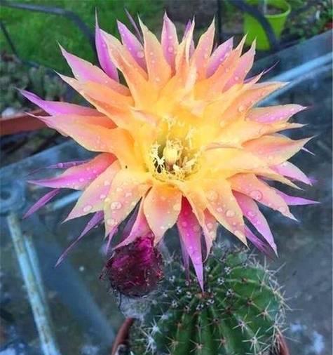 重遇象征的花有哪些？哪些花代表重遇？