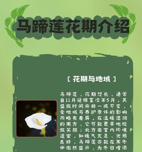 马蹄莲的花语含义是什么？它象征着什么意义？