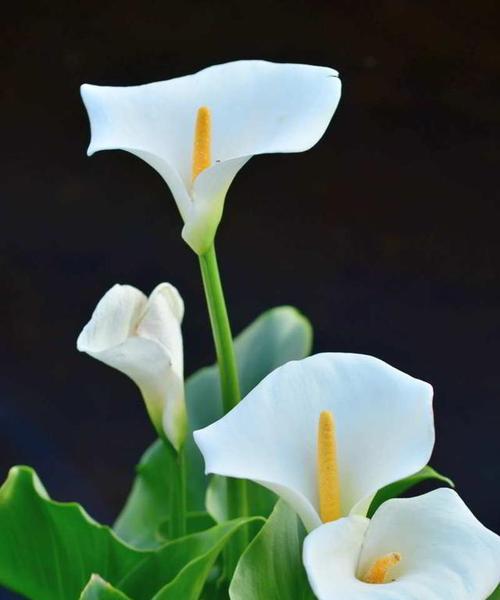 马蹄莲的花语含义是什么？它象征着什么意义？