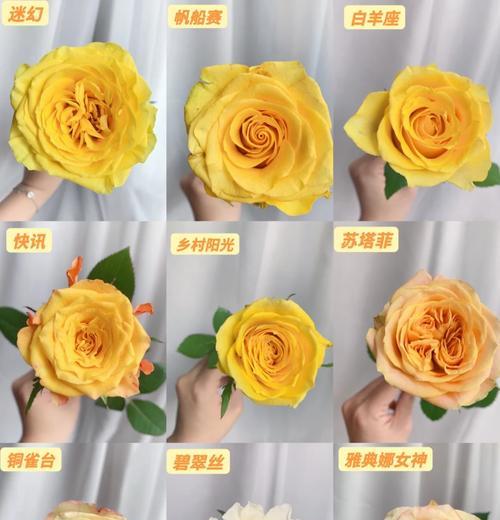 黄玫瑰花语是什么？黄玫瑰的寓意有哪些？