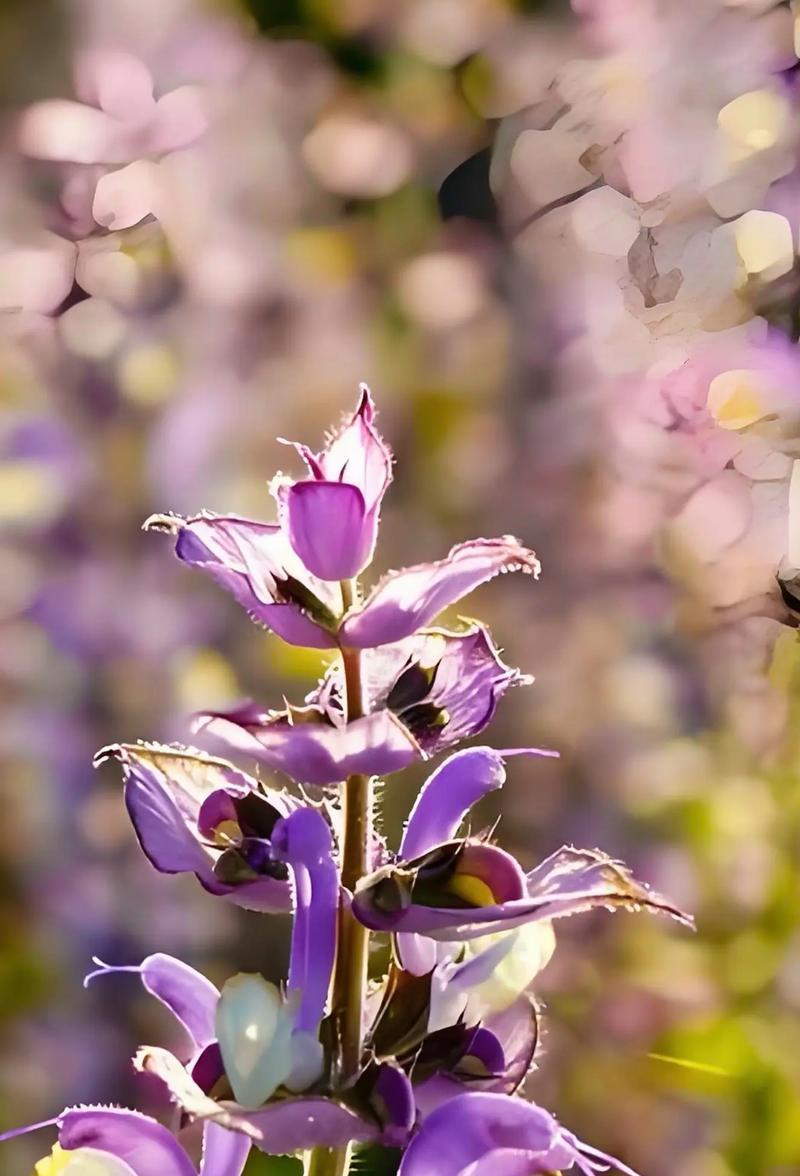 玫瑰和紫苏组合的花语含义是什么？这种组合有何特殊意义？