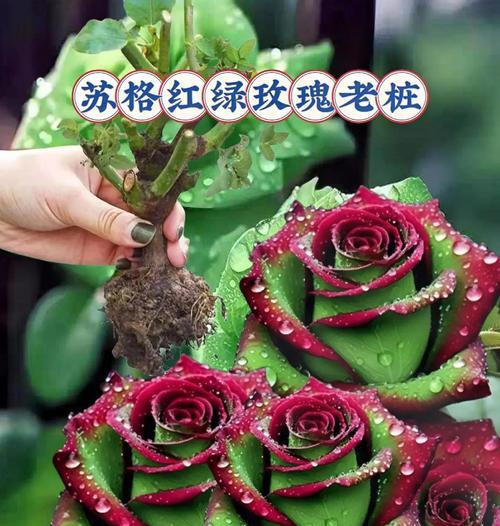 玫瑰和紫苏组合的花语含义是什么？这种组合有何特殊意义？