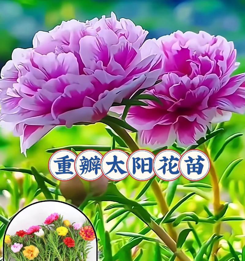 这些花的象征意义是什么？