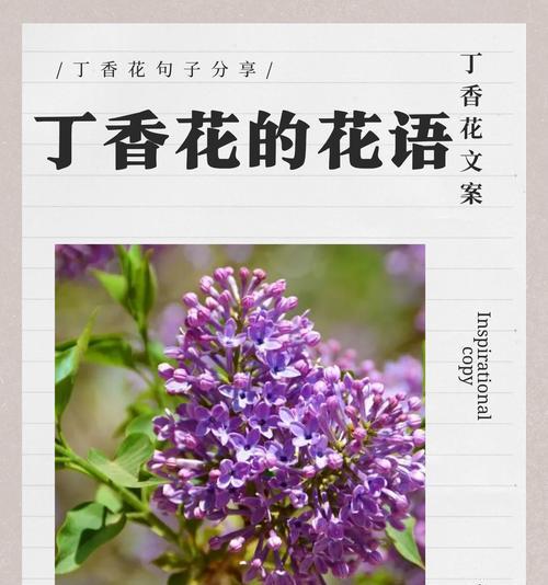 这些花的象征意义是什么？