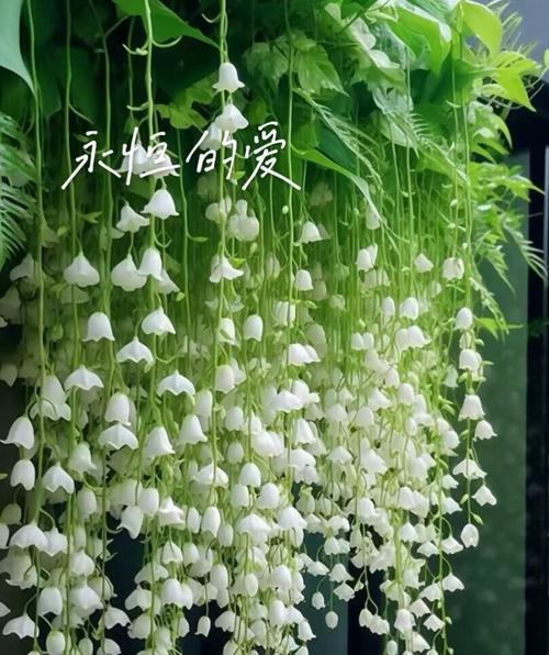 浪漫花语中哪种花最能代表？