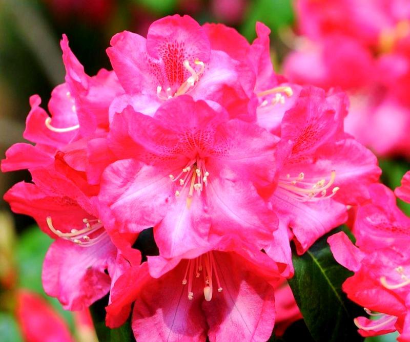 杜鹃花的象征意象是什么？杜鹃花在文化中有何意义？