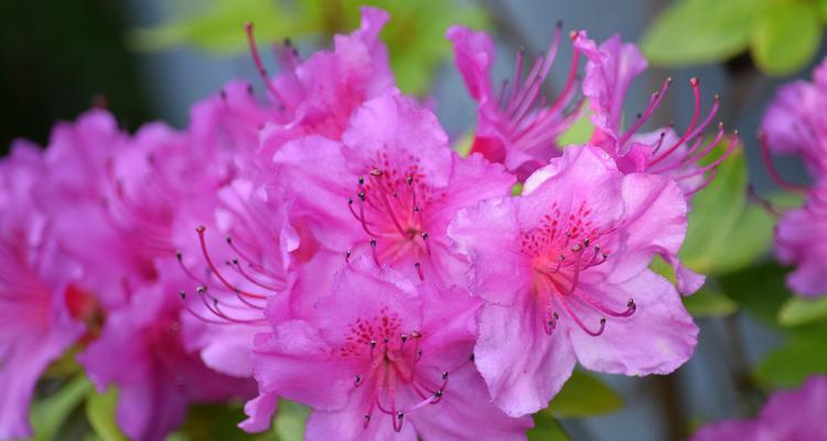 杜鹃花的象征意象是什么？杜鹃花在文化中有何意义？