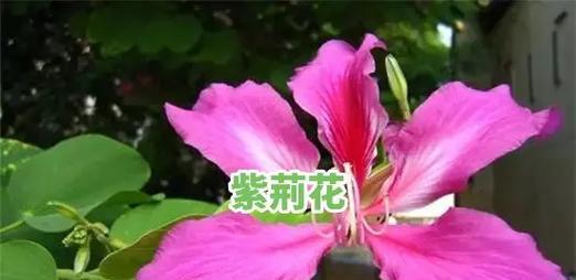 紫荆花真正的含义是什么？紫荆花在传统中的地位如何？