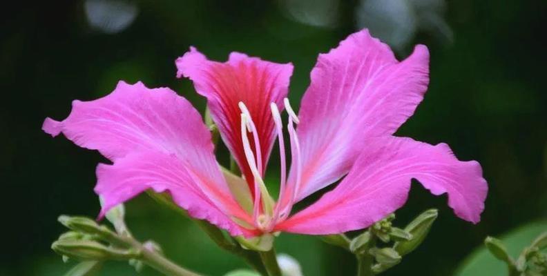 紫荆花真正的含义是什么？紫荆花在传统中的地位如何？