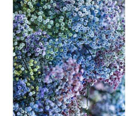 蓝色满天星的花语有何浪漫含义？它象征着什么？