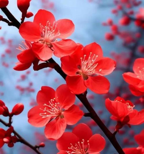 哪些花象征着未来和希望？它们的象征意义是什么？