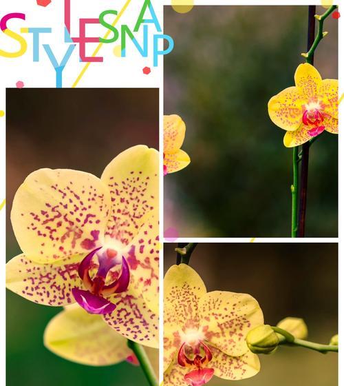 花的指数象征着什么？花的含义花语是什么？