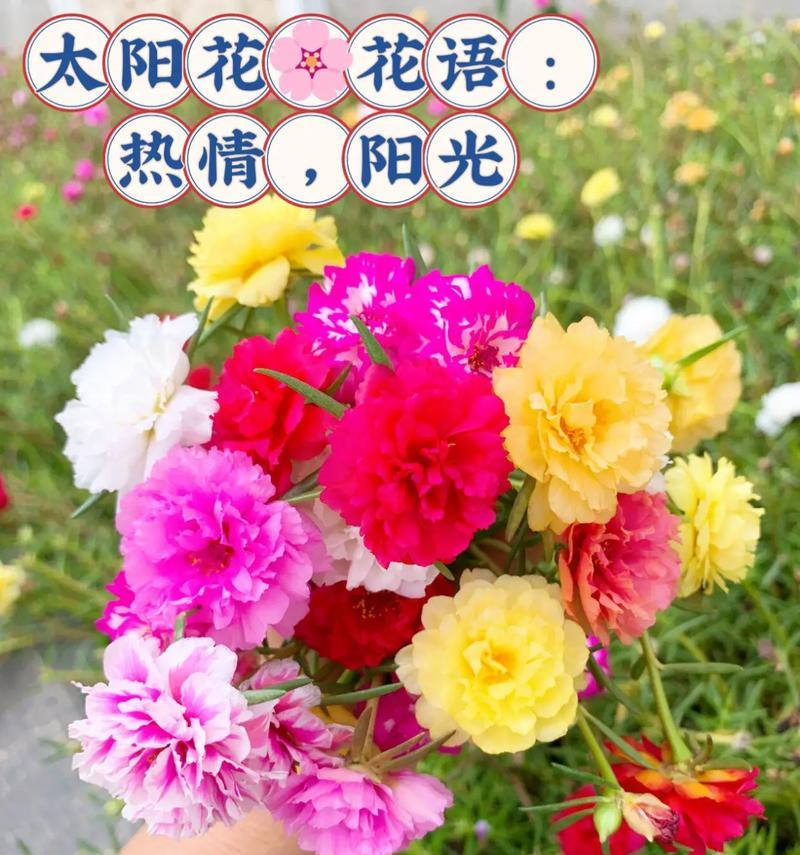花的指数象征着什么？花的含义花语是什么？