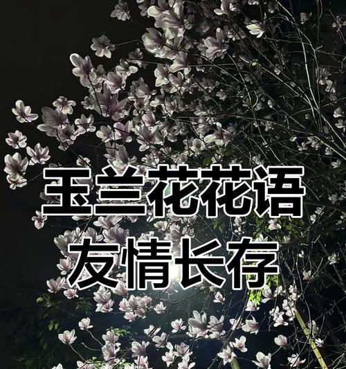 花的指数象征着什么？花的含义花语是什么？
