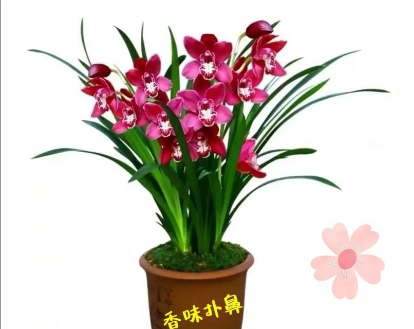 黑宝石花的象征意义是什么？