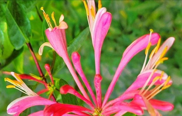 哪些花象征慢热？它们的含义是什么？