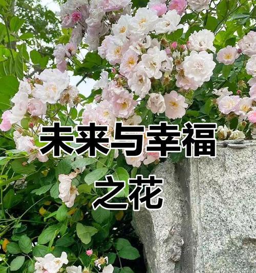 哪些花象征友好植物？它们的含义是什么？