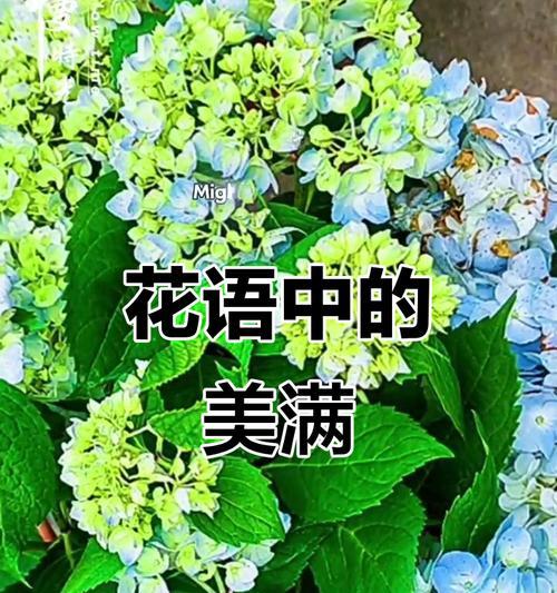 哪些花象征友好植物？它们的含义是什么？